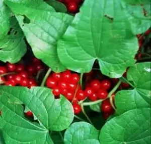 Як вилікувати чоловіче безпліддя народними засобами