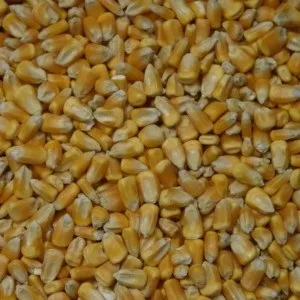 Як виростити розсаду цукрової кукурудзи - город без турбот (город) Як виростити розсаду цукрової кукурудзи - город без турбот
