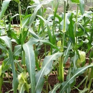 Як виростити розсаду цукрової кукурудзи - город без турбот (город) Як виростити розсаду цукрової кукурудзи - город без турбот