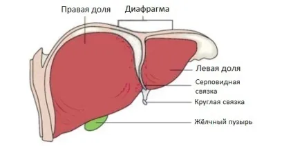 Як виглядає і працює печінку людини, скільки важить орган (людини) Як виглядає і працює печінку людини, скільки важить орган