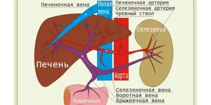 Як виглядає і працює печінку людини, скільки важить орган (людини) Як виглядає і працює печінку людини, скільки важить орган