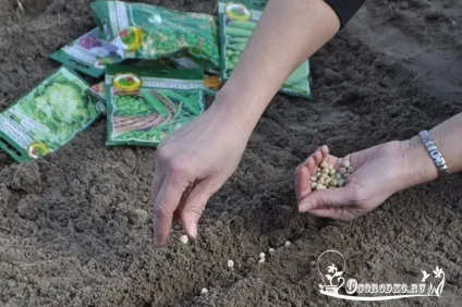 Як вирощувати горох - сорти, строки сівби, посадка, догляд, збір, зберігання
