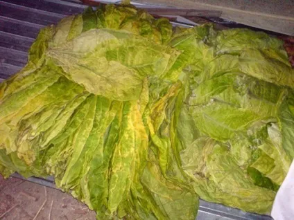 Як виростити тютюн в домашніх умовах (тютюн) Як виростити тютюн в домашніх умовах