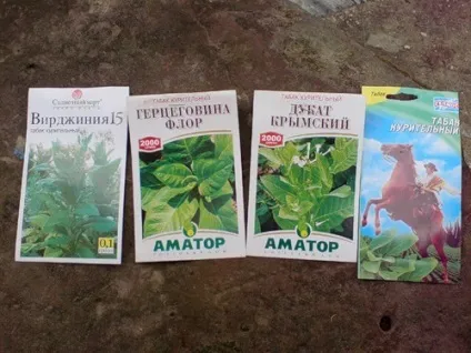 Як виростити тютюн в домашніх умовах (виростити) Як виростити тютюн в домашніх умовах