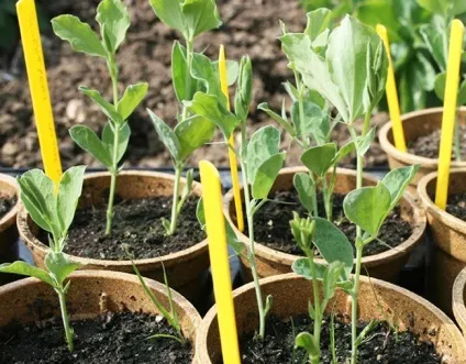 Як виростити запашний горошок з насіння на розсаду, красивий будинок і сад (горошок) Як виростити запашний горошок з насіння на розсаду, красивий будинок і сад