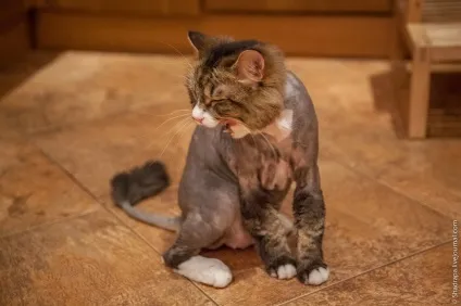 Як я поголив кота