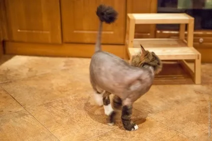Як я поголив кота