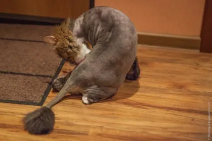 Як я поголив кота