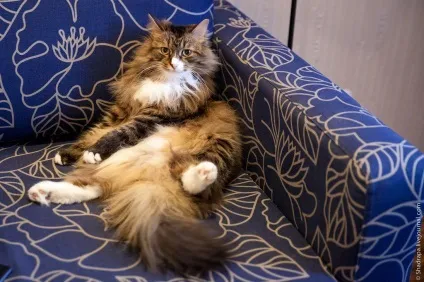 Як я поголив кота