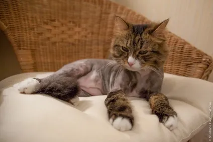 Як я поголив кота