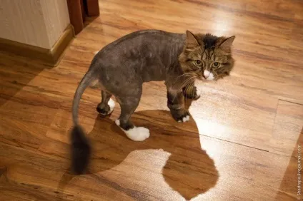 Як я поголив кота