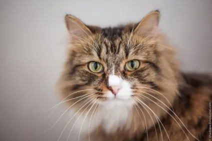 Як я поголив кота