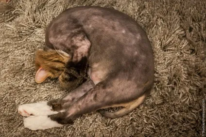 Як я поголив кота