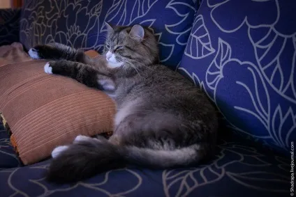 Як я поголив кота