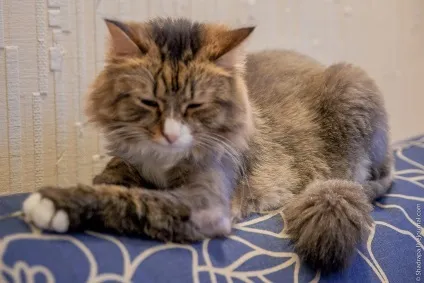 Як я поголив кота