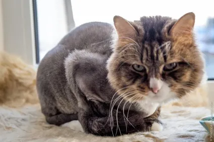 Як я поголив кота