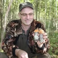 Календар грибника визначник грибів - як відрізнити отруйні і їстівні гриби (як відрізнити отруйні гриби) Календар грибника визначник грибів - як відрізнити отруйні і їстівні гриби