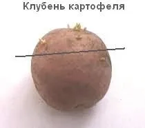Картофелетерапія - лікування картоплею (соланін) і іншими овочами, рецепти ліків з рослин з (картоплею) Картофелетерапія - лікування картоплею (соланін) і іншими овочами, рецепти ліків з рослин з