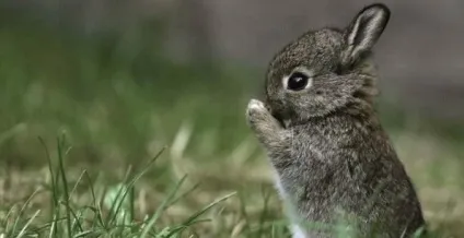 До чого сниться заєць (білий, сірий або чорний) тлумачення в залежності від дій сновидіння (зловити (заєць) До чого сниться заєць (білий, сірий або чорний) тлумачення в залежності від дій сновидіння (зловити