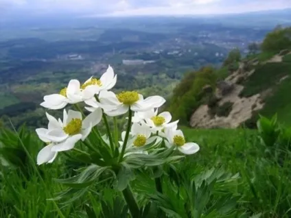 Кавказькі мінеральні води - все про курорт Кавказу (води) Кавказькі мінеральні води - все про курорт Кавказу