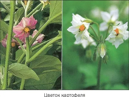 Картопля (картопля) - це