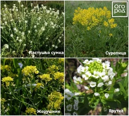 Кіла капусти - як боротися з небезпечним захворюванням, на грядці () (боротися) Кіла капусти - як боротися з небезпечним захворюванням, на грядці ()