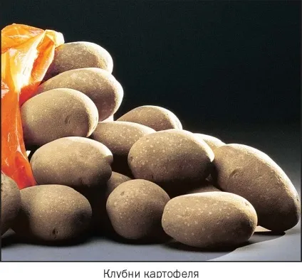 Картопля (картопля) - це