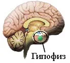 Кофеїн - шкідливий дозування, вміст кофеїну в чаї, кави та інших напоях (щоб) Кофеїн - шкідливий дозування, вміст кофеїну в чаї, кави та інших напоях
