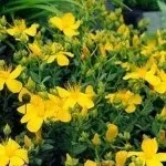 Коли як потрібно збирати лікувальні трави (збирати) Коли як потрібно збирати лікувальні трави