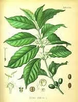 Кава, кавове дерево - coffea опис і догляд на (шкідники) Кава, кавове дерево - coffea опис і догляд на