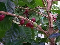 Кава, кавове дерево - coffea опис і догляд на (перевалка) Кава, кавове дерево - coffea опис і догляд на