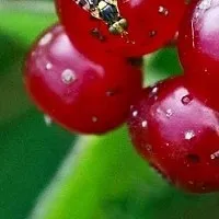 Коли садити віолу
