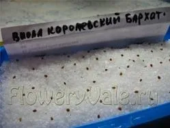 Коли садити віолу