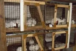 Клітки для кроликів своїми руками