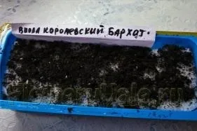 Коли садити віолу