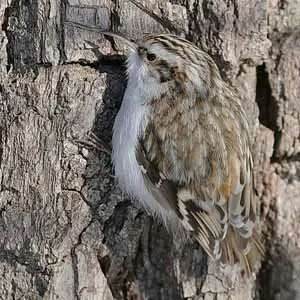 кочують птиці