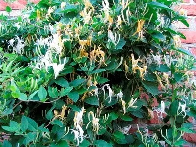 Клематиси в ландшафтному дизайні фото (Клематиси ландшафтному дизайні) Клематиси в ландшафтному дизайні фото
