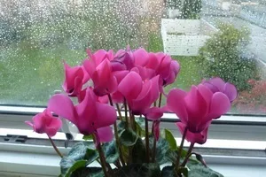 Кімнатний квітка цикламен фото і опис, як доглядати за перським і європейським видом (квітка) Кімнатний квітка цикламен фото і опис, як доглядати за перським і європейським видом