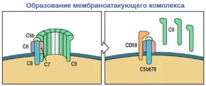 Комплемент - що це таке