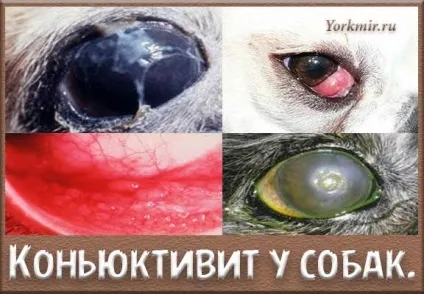 Коньюктивіт у собак, симптоми, лікування, краплі (симптоми) Коньюктивіт у собак, симптоми, лікування, краплі