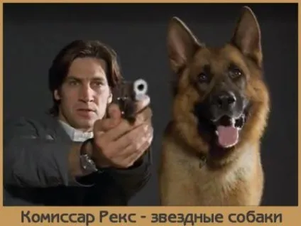 Комісар рекс - зіркові собаки, doggie training (doggie) Комісар рекс - зіркові собаки, doggie training