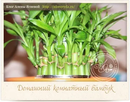 Кімнатний бамбук - чарівні властивості і секрети догляду за рослиною