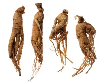 Корінь життя, людина-корінь (називають коренем життя) Корінь життя, людина-корінь
