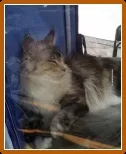 Корм для кішок перфект фит відгуки, де купити, склад (відгуки) Корм для кішок перфект фит відгуки, де купити, склад
