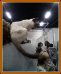 Корм для кішок перфект фит відгуки, де купити, склад (відгуки) Корм для кішок перфект фит відгуки, де купити, склад