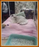 Корм для кішок перфект фит відгуки, де купити, склад (відгуки) Корм для кішок перфект фит відгуки, де купити, склад