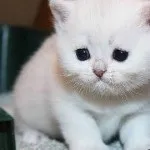 Кіт не їсть не п'є не ходить в туалет лежить 3 дня, млявий, рве, очі сумні, ніс сухий