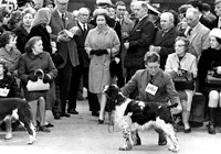 Крафтс - crufts - український портал стаффордширський бультер'єр (dog) Крафтс - crufts - український портал стаффордширський бультер'єр