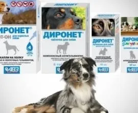 Корм для кастрованих котів, ніж годувати, сухий корм (годувати) Корм для кастрованих котів, ніж годувати, сухий корм