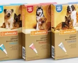 Корм для кастрованих котів, ніж годувати, сухий корм (корм) Корм для кастрованих котів, ніж годувати, сухий корм